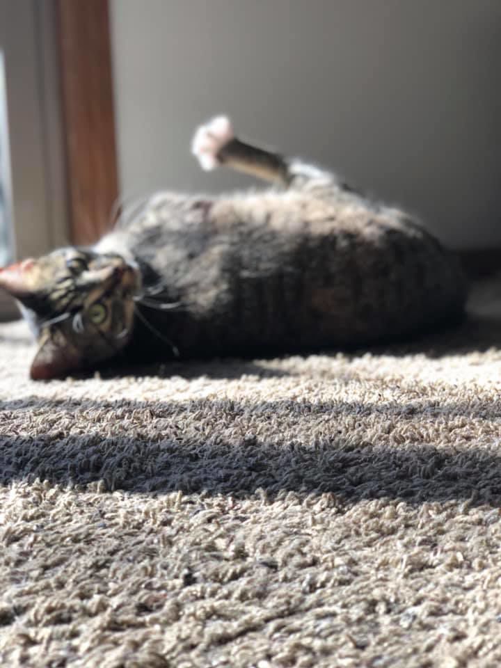 Ms Kitty - Sean Starkey.jpg